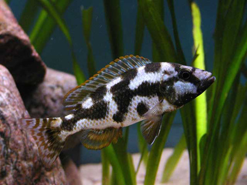 NIMBOCHROMIS LIVINGSTONII
